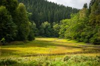 ET-2022-080-Höfen-Perlenbachtal-@Eifel Tourismus GmbH, Dominik Ketz_variant1