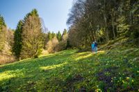 ET-2023-105-Narzissenroute, Perlenbachtal-@Eifel Tourismus GmbH, Dominik Ketz_variant1